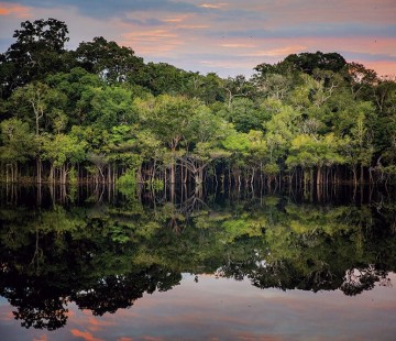AMAZÔNIA BRASILEIRA